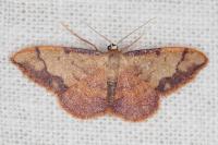 Idaea ostrinaria