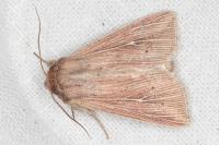 Mythimna congrua