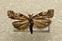 Assara terebrella