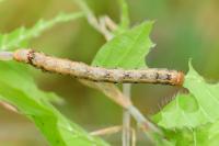 Colotois pennaria