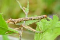 Colotois pennaria