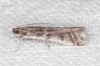 Ephestia disparella