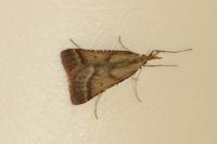 Synaphe punctalis