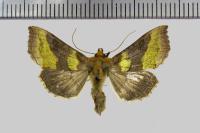 Diachrysia chrysitis