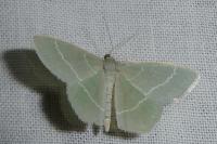Chlorissa viridata