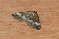 Perizoma alchemillata