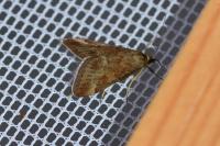 Pyrausta despicata