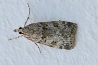 Scoparia ambigualis/basistrigalis