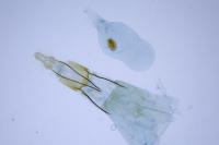Assara conicolella