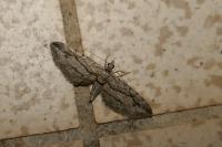 Eupithecia phoeniceata