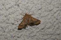 Helicoverpa armigera