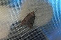 Pachycnemia hippocastanaria hippocastanaria