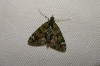 Chloroclysta siterata
