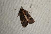 Trigonophora flammea