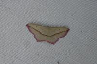 Timandra comae