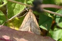 Synaphe punctalis