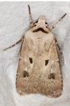 Agrotis exclamationis exclamationis