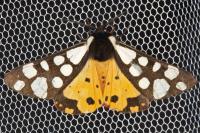 Arctia villica