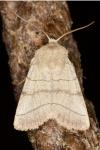 Charanyca trigrammica