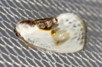 Cilix glaucata/hispanica