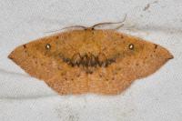 Cyclophora puppillaria