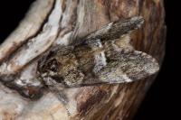 Drymonia dodonaea