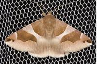 Dysgonia algira