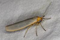 Eilema caniola