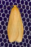 Wittia sororcula
