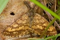 Ematurga atomaria