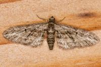 Eupithecia oxycedrata