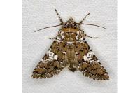 Hadena albimacula