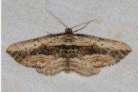Horisme vitalbata
