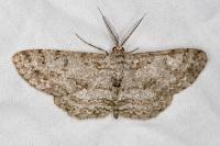 Hypomecis punctinalis