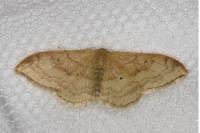 Idaea degeneraria