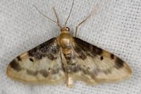 Idaea filicata