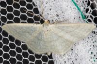 Idaea subsericeata