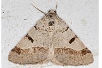 Itame vincularia