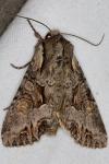 Lacanobia w-latinum