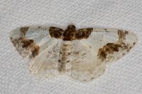 Ligdia adustata