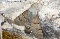 Macroglossum stellatarum