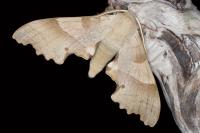 Marumba quercus