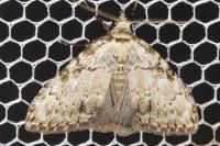 Meganola strigula