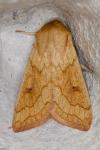 Mythimna vitellina