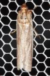 Oncocera semirubella