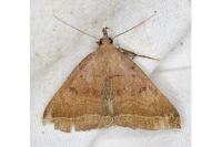 Polypogon plumigeralis