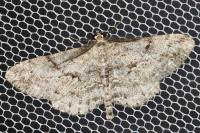 Peribatodes rhomboidaria rhomboidaria