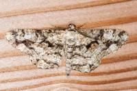 Peribatodes umbraria umbraria