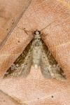 Perizoma alchemillata