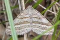 Scotopteryx coarctaria